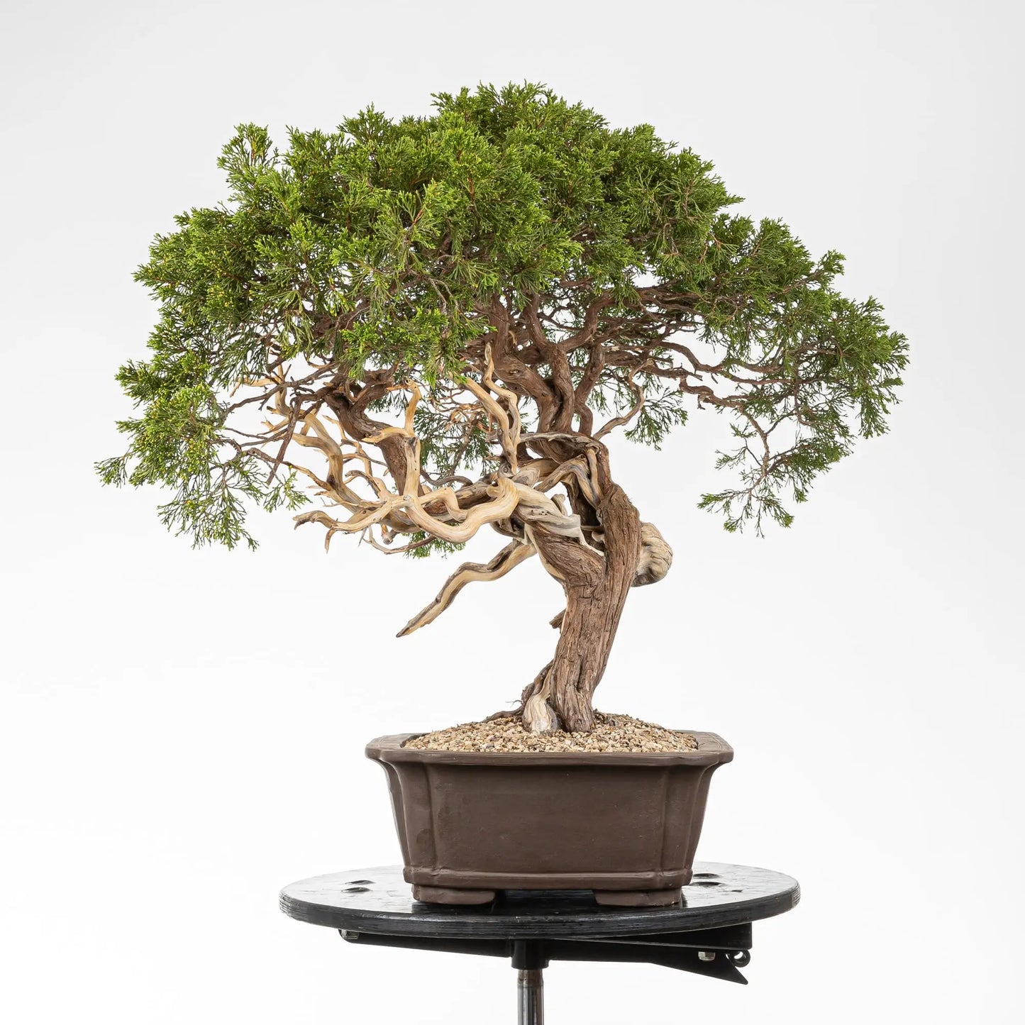 Lado derecho junipero sabina. 