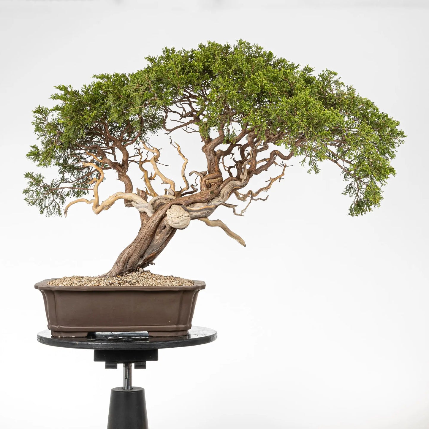 Cara trasera Junipero sabina tamaño dai.