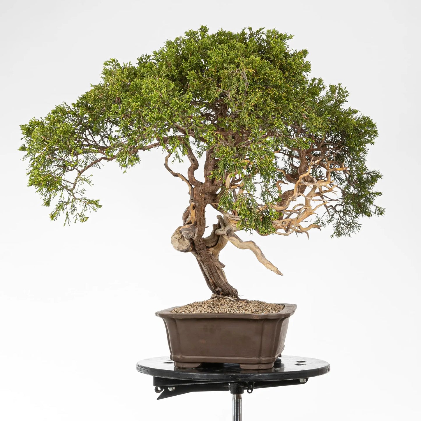 Lado izquierdo de junipero sabina.