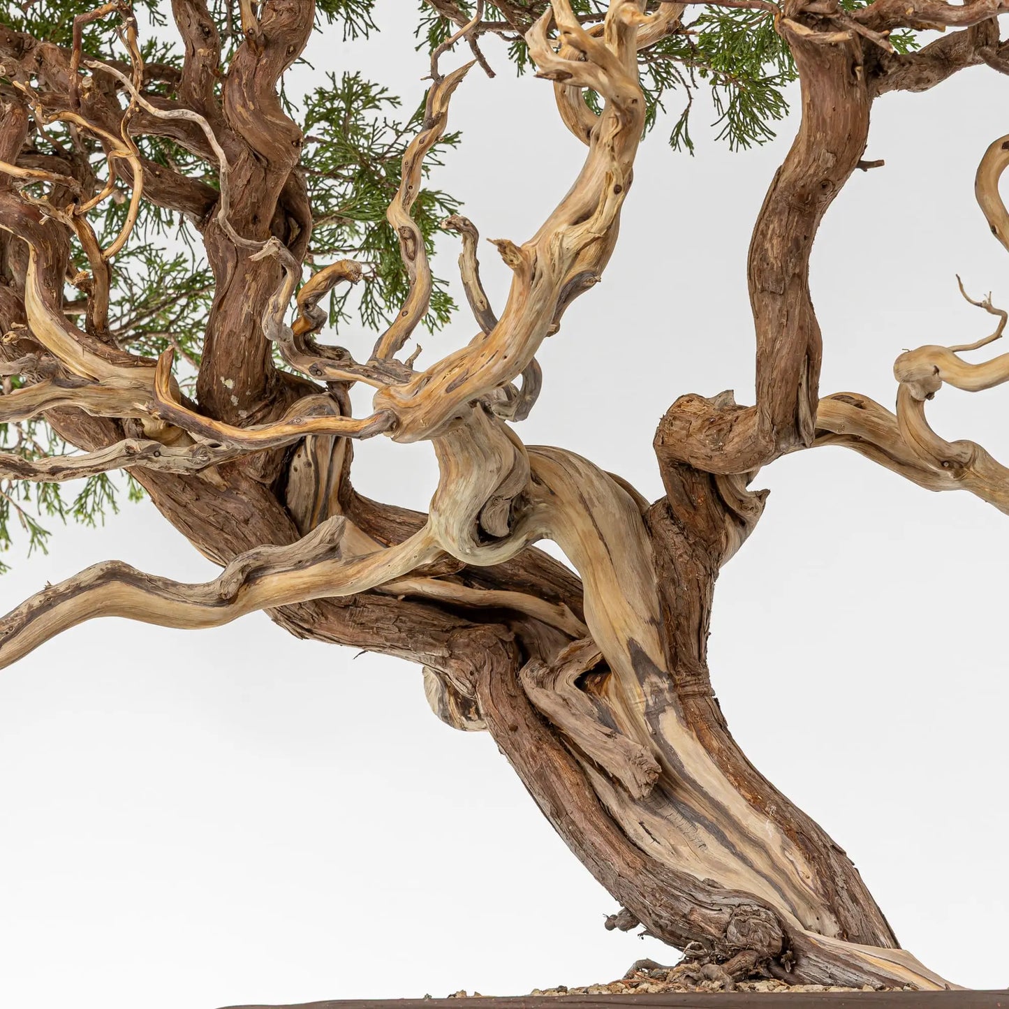 Jines, maderas muertas, sharis en junipero.