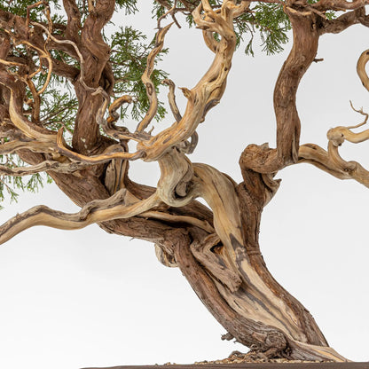 Jines, maderas muertas, sharis en junipero.