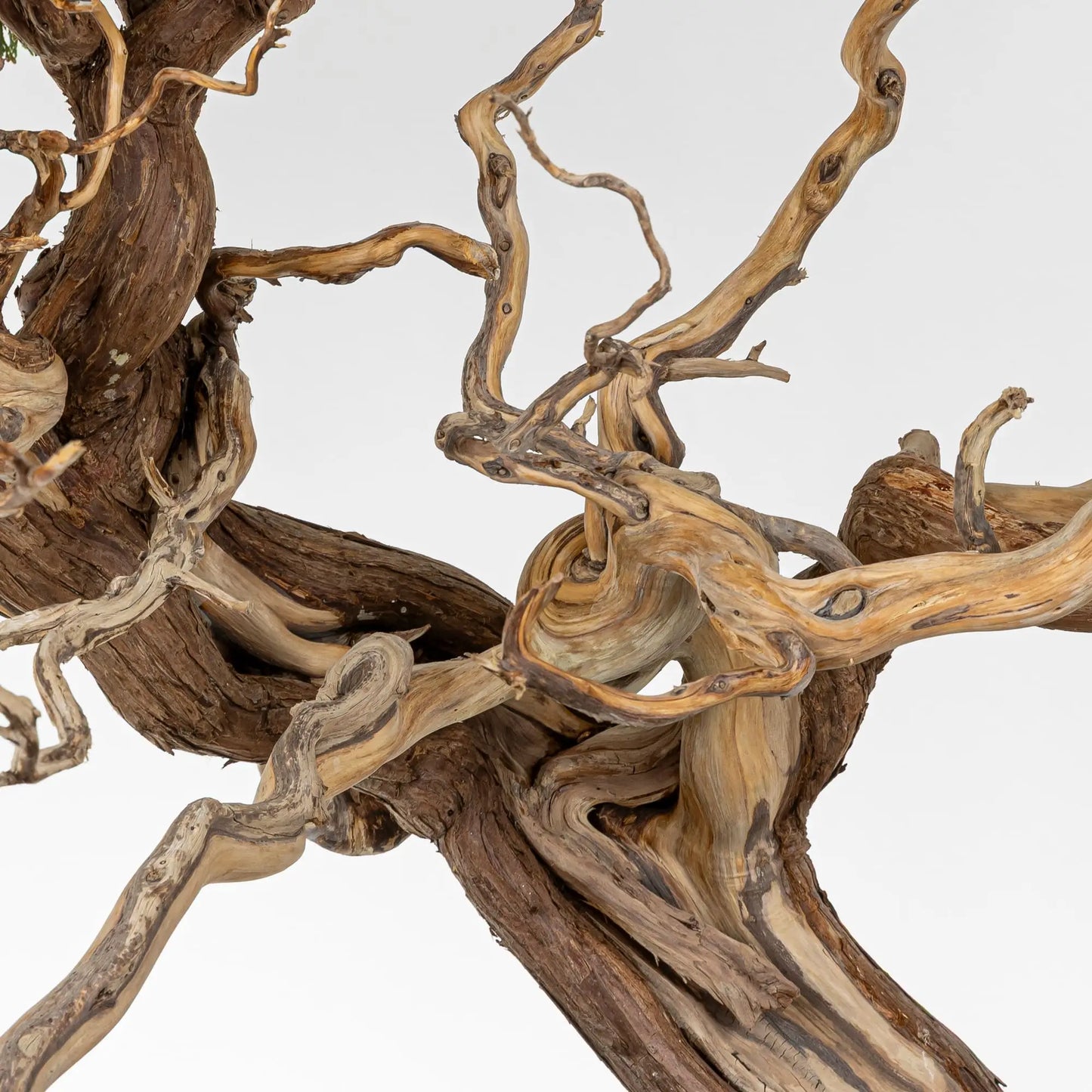 Jines retorcidos de Junipero.