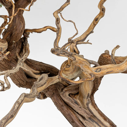 Jines retorcidos de Junipero.