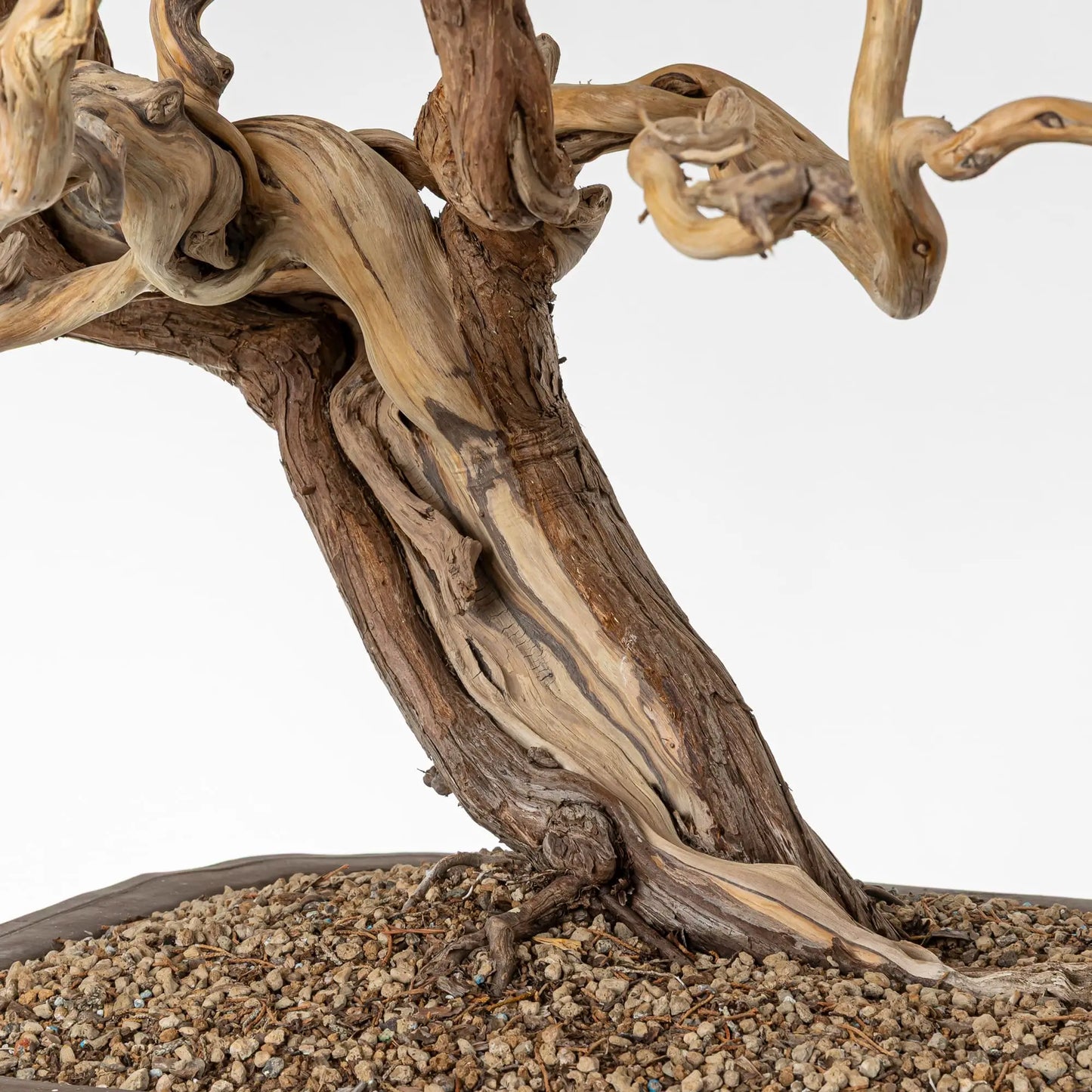 Shari en nacimiento del tronco tortuosos.