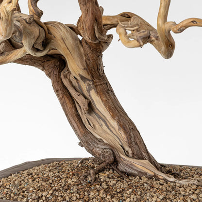 Shari en nacimiento del tronco tortuosos.