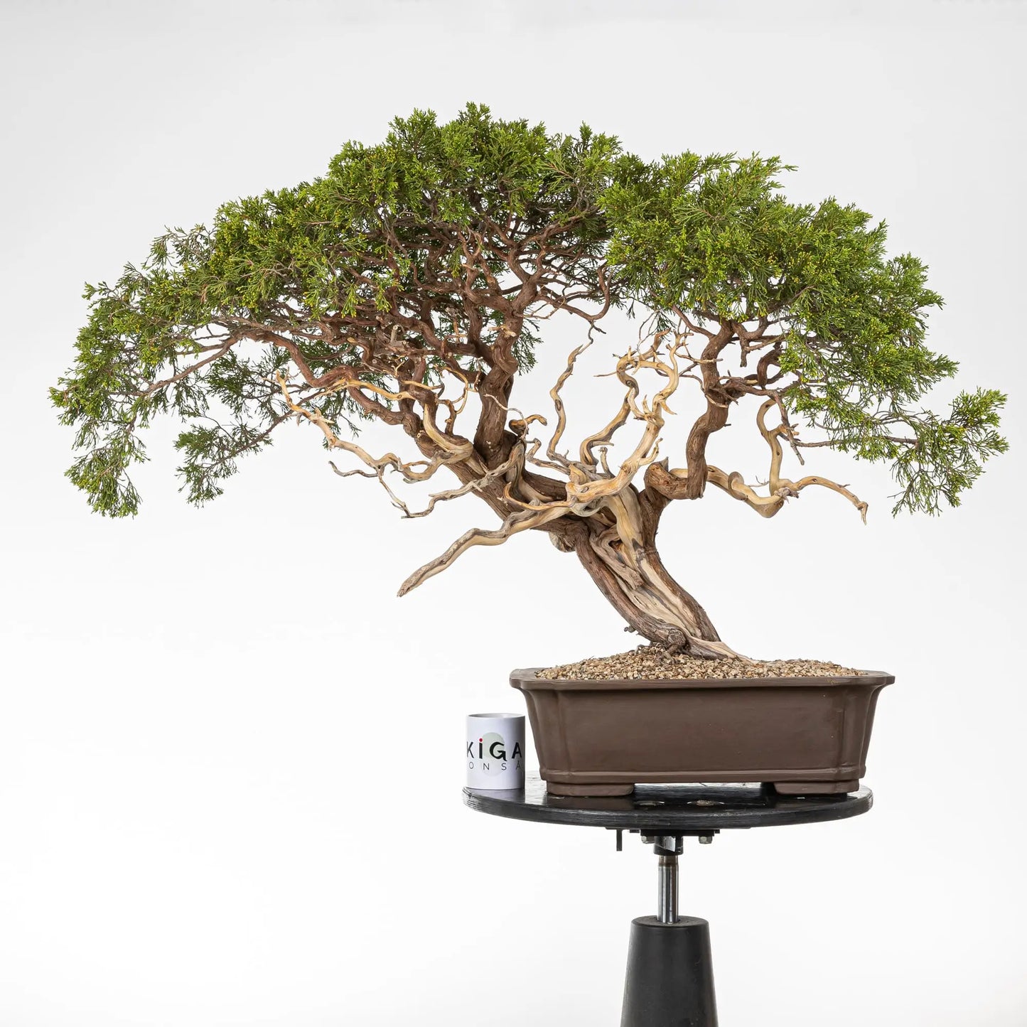 Juniperus sabina plantado en pomice akadama  y taza de ikigai bonsái.
