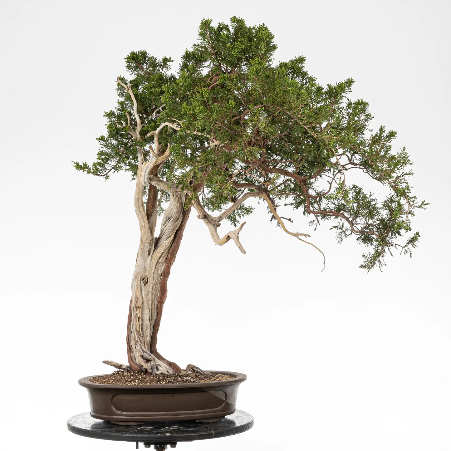 Bonsai yamadori de juniperus sabina tamaño dai y estilo moyogi