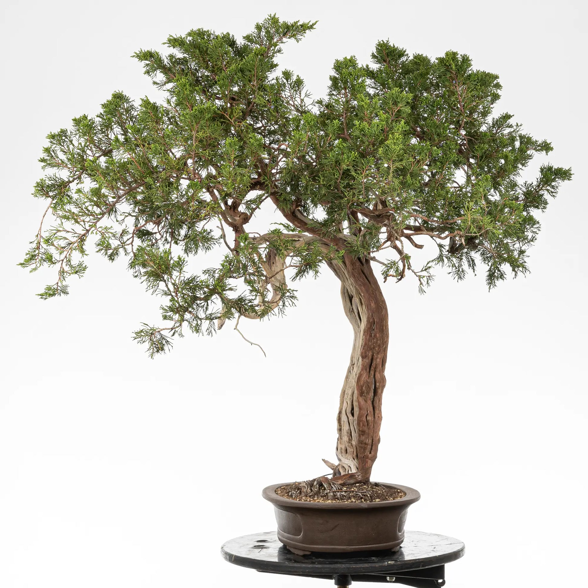 Cara derecha de bonsai yamadori de juniperus sabina