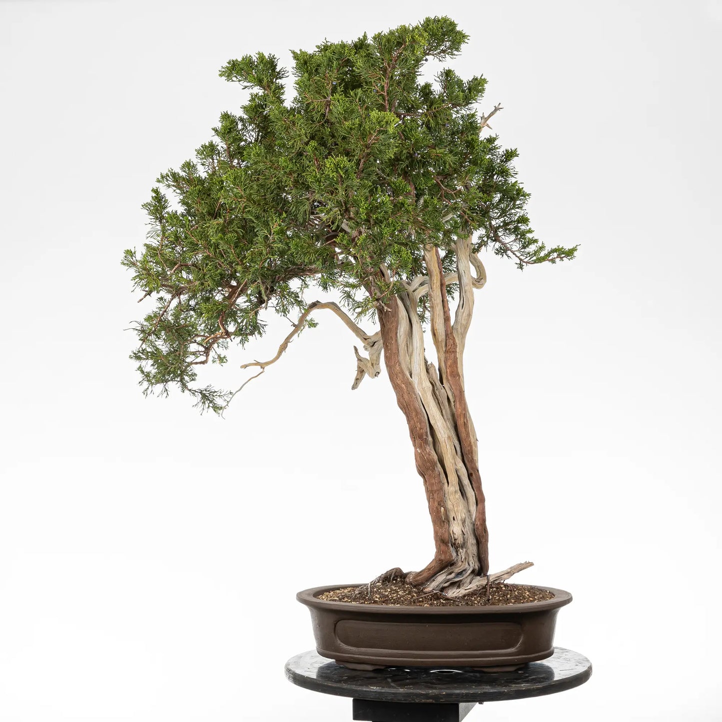Cara trasera de bonsai de juniperus sabina