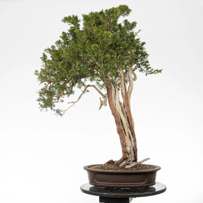 Cara trasera de bonsai de juniperus sabina