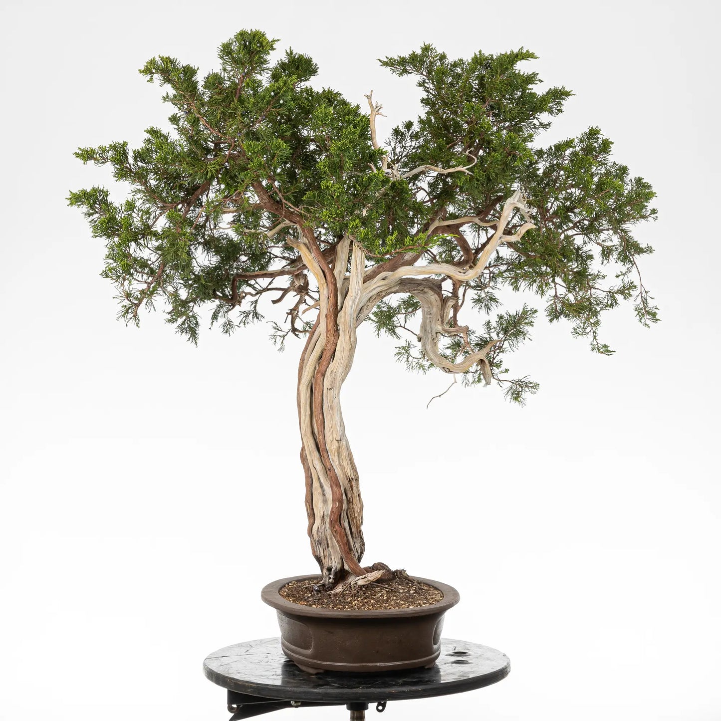 Cara derecha de bonsai yamadori de juniperus sabina