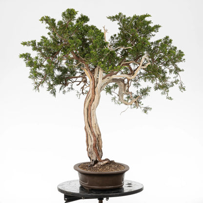 Cara derecha de bonsai yamadori de juniperus sabina