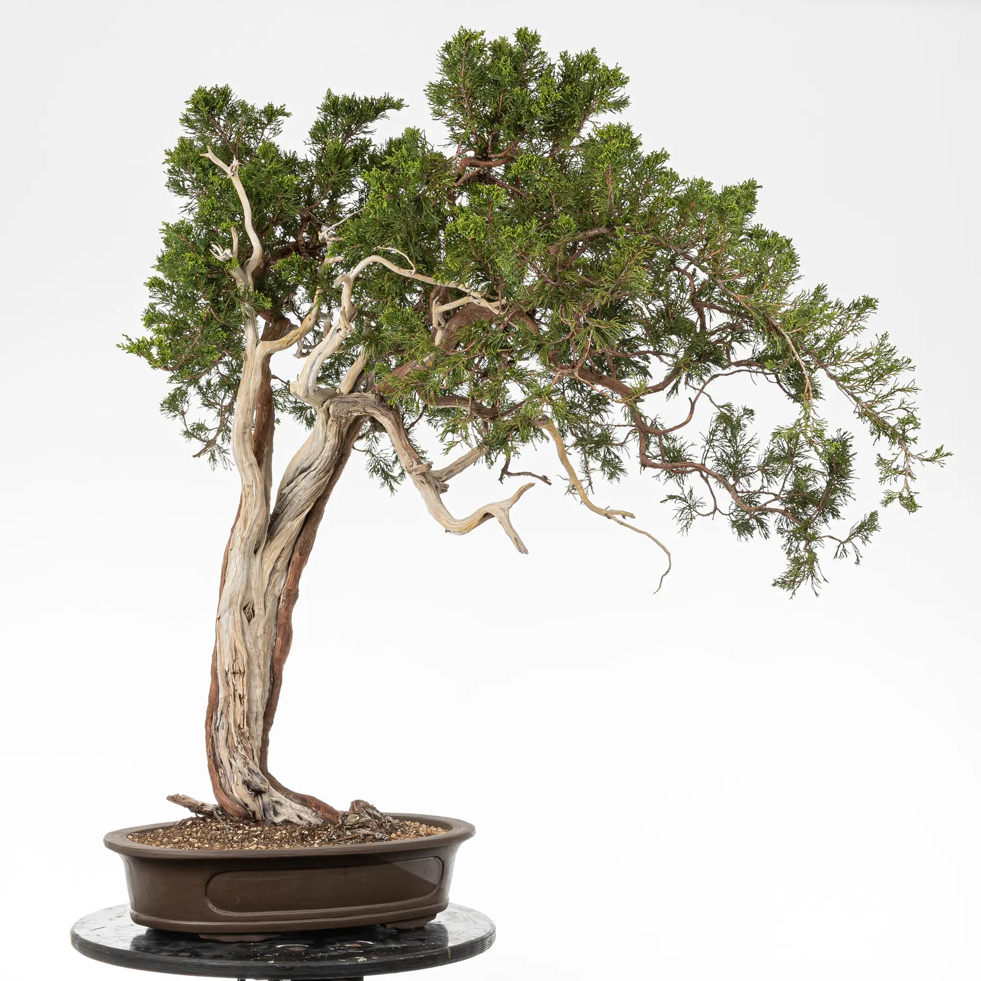 Posible frente de bonsai yamadori de juniperus sabina