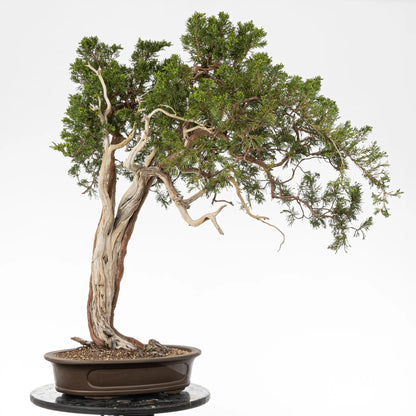 Posible frente de bonsai yamadori de juniperus sabina