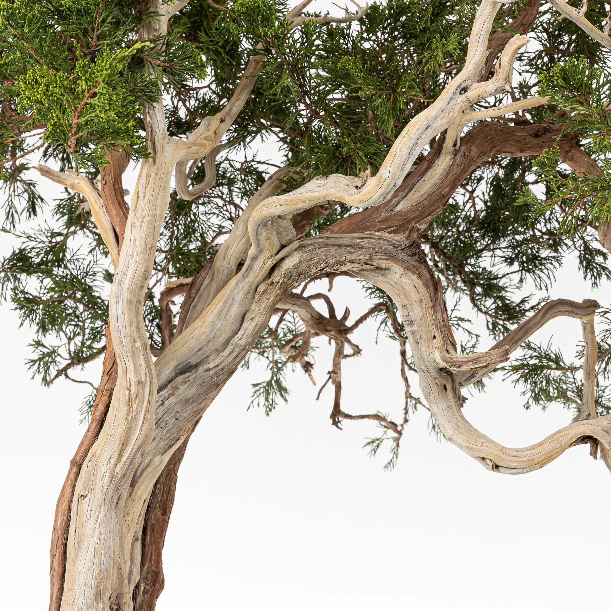 Detalle de venas y sharis de juniperus sabina