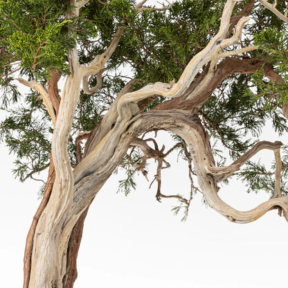 Detalle de venas y sharis de juniperus sabina