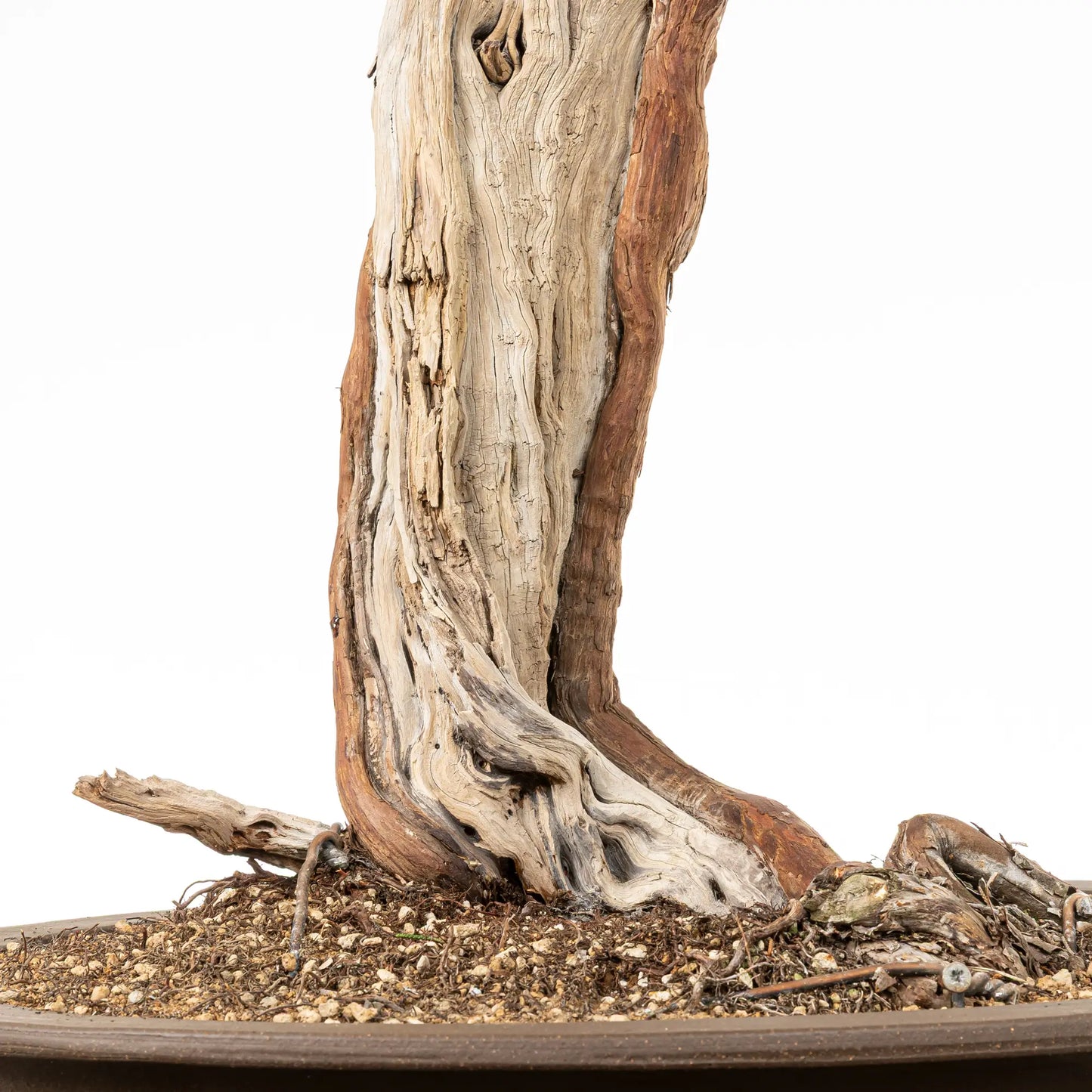 Detalle de base de juniperus sabina