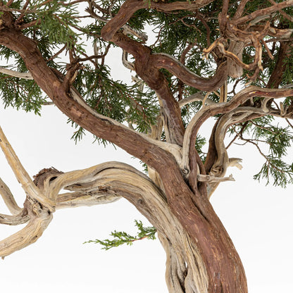 Detalle de ramas de juniperus sabina