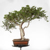 JUNIPERUS SABINA