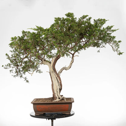 Bonsai yamadori de juniperus sabina tamaño dai y estilo moyogi