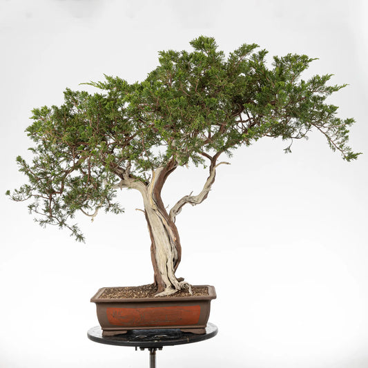 Bonsai yamadori de juniperus sabina tamaño dai y estilo moyogi