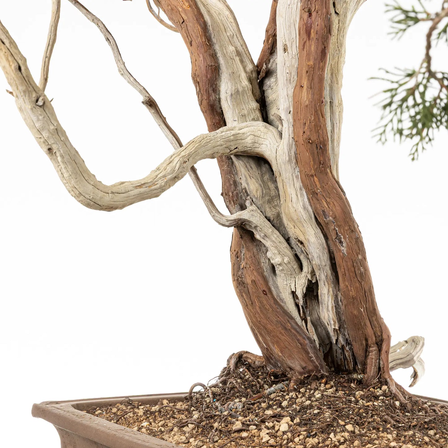 Detalle de nebari, sharis y venas de bonsai yamadori de juniperus sabina