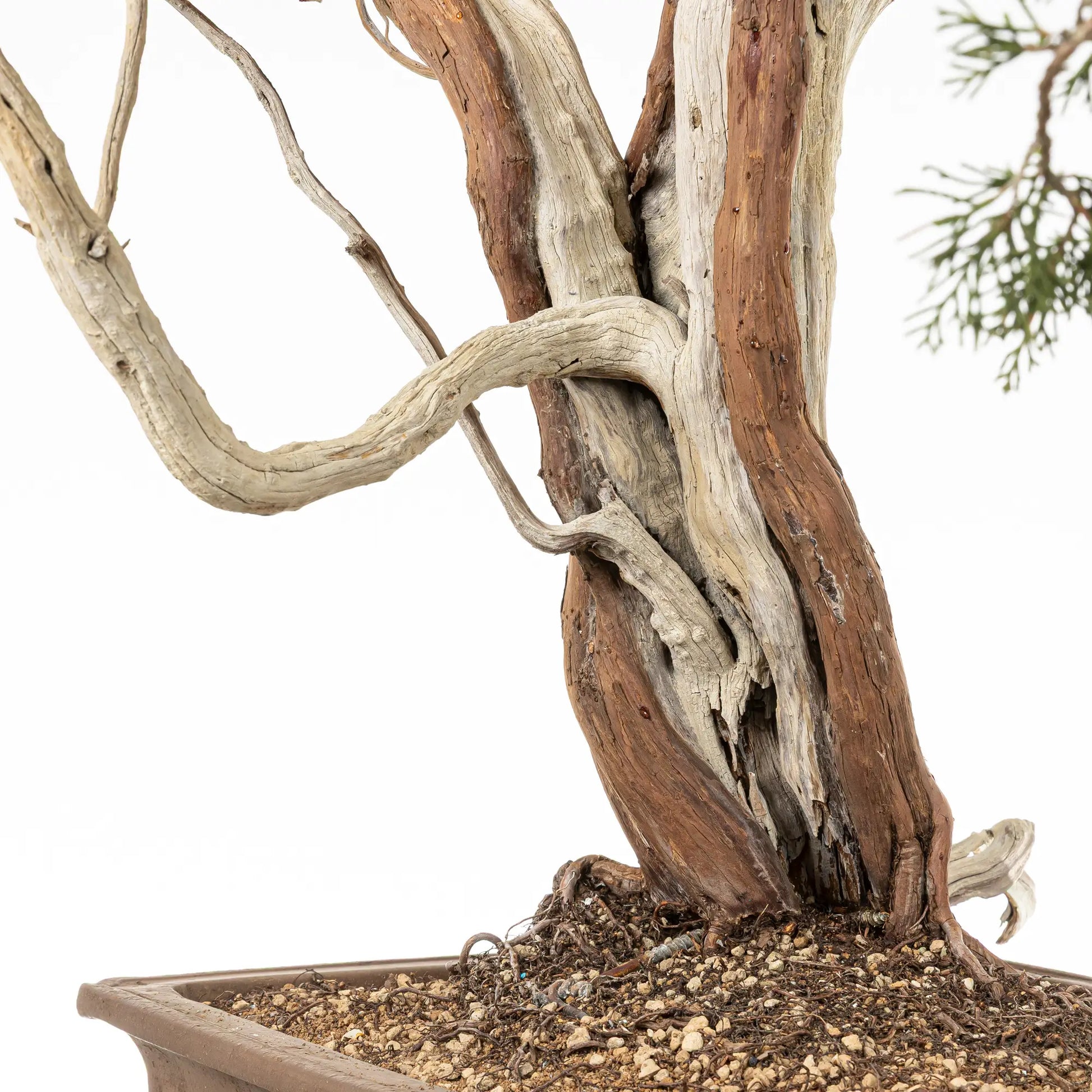 Detalle de nebari, sharis y venas de bonsai yamadori de juniperus sabina