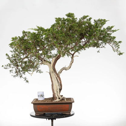 comparativa de tamaño de bonsai yamadori de juniperus sabina con una taza de café de la tienda ikigai bonsai.