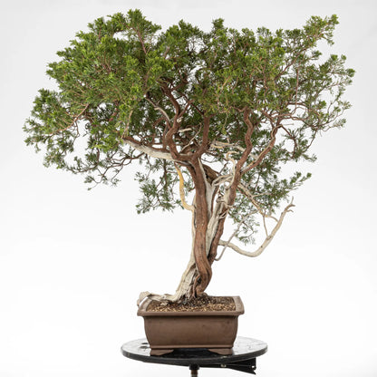 Cara derechad e bonsai yamadori de juniperus sabina