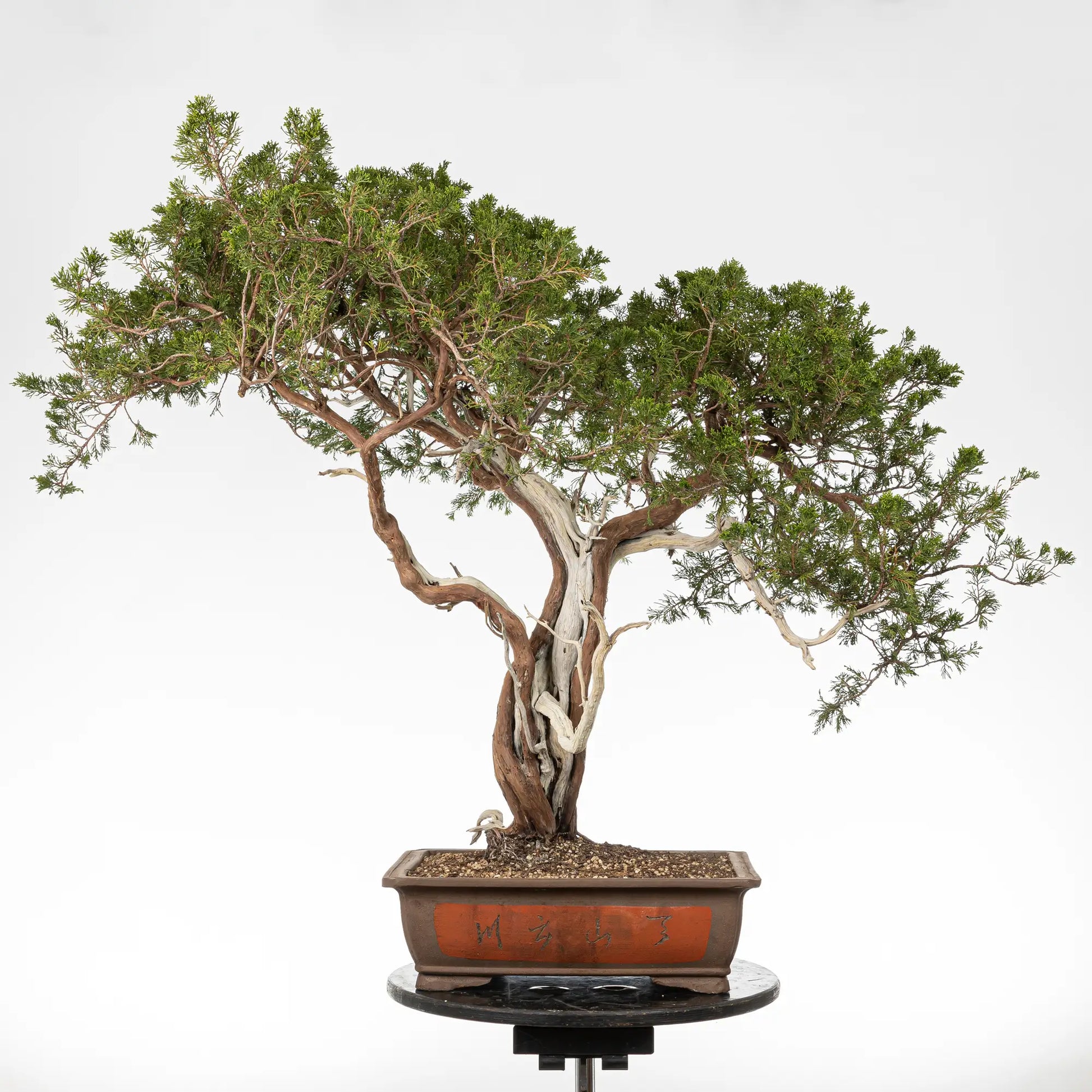 Cara trasera de bonsai yamadori de juniperus sabina