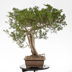 Cara izuqierdad e bonsai yamadori de juniperus sabina