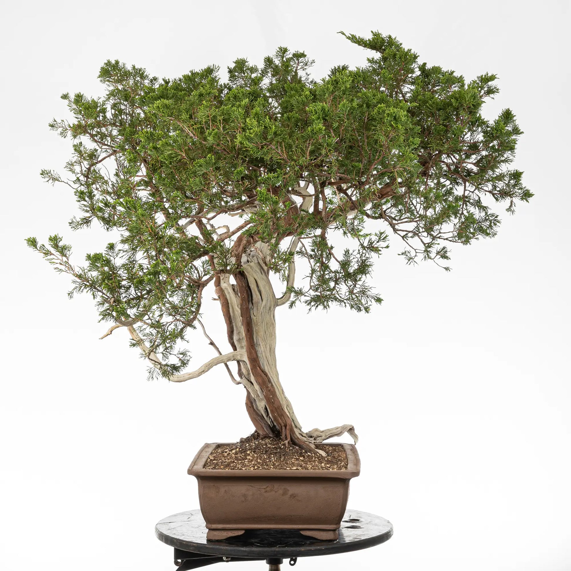 Cara izuqierdad e bonsai yamadori de juniperus sabina