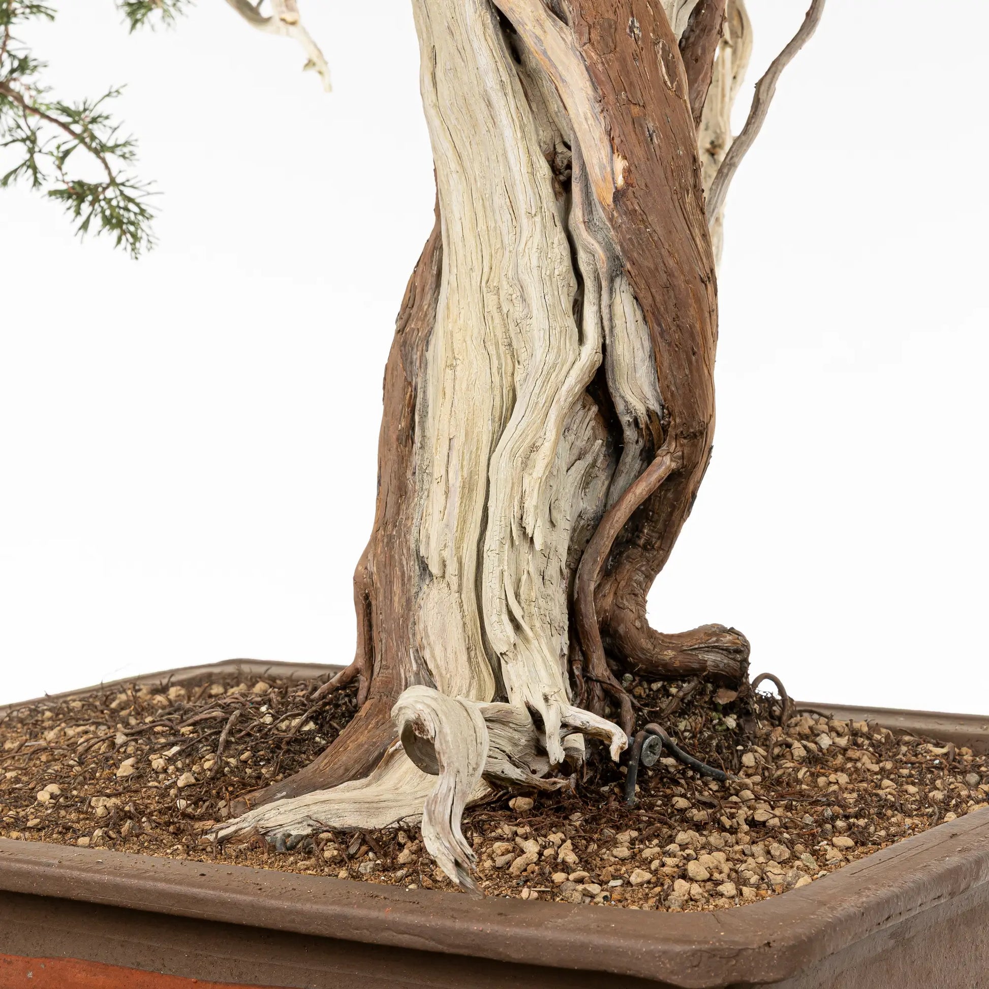 Detalle de base de bonsai yamadori de juniperus sabina