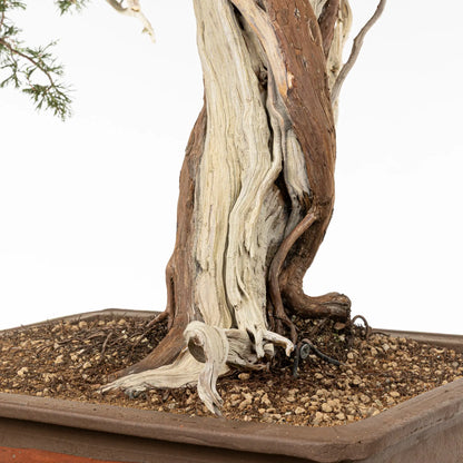 Detalle de base de bonsai yamadori de juniperus sabina
