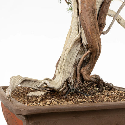 Detalle de nebari de bonsai yamadori de juniperus sabina