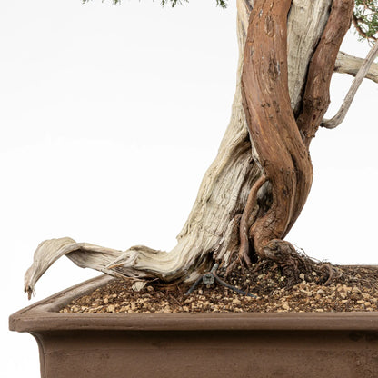 Detalle de venas y sharis de bonsai yamadori de juniperus sabina