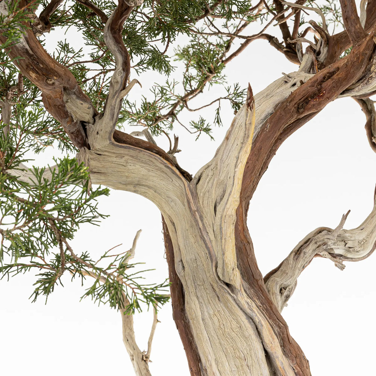 Detalle de ramas y shari de bonsai yamadori de juniperus sabina