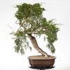 JUNIPERUS SABINA