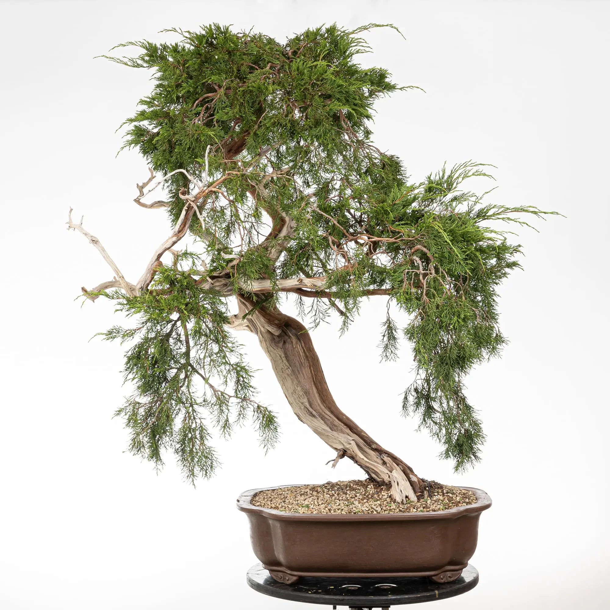 JUNIPERUS SABINA