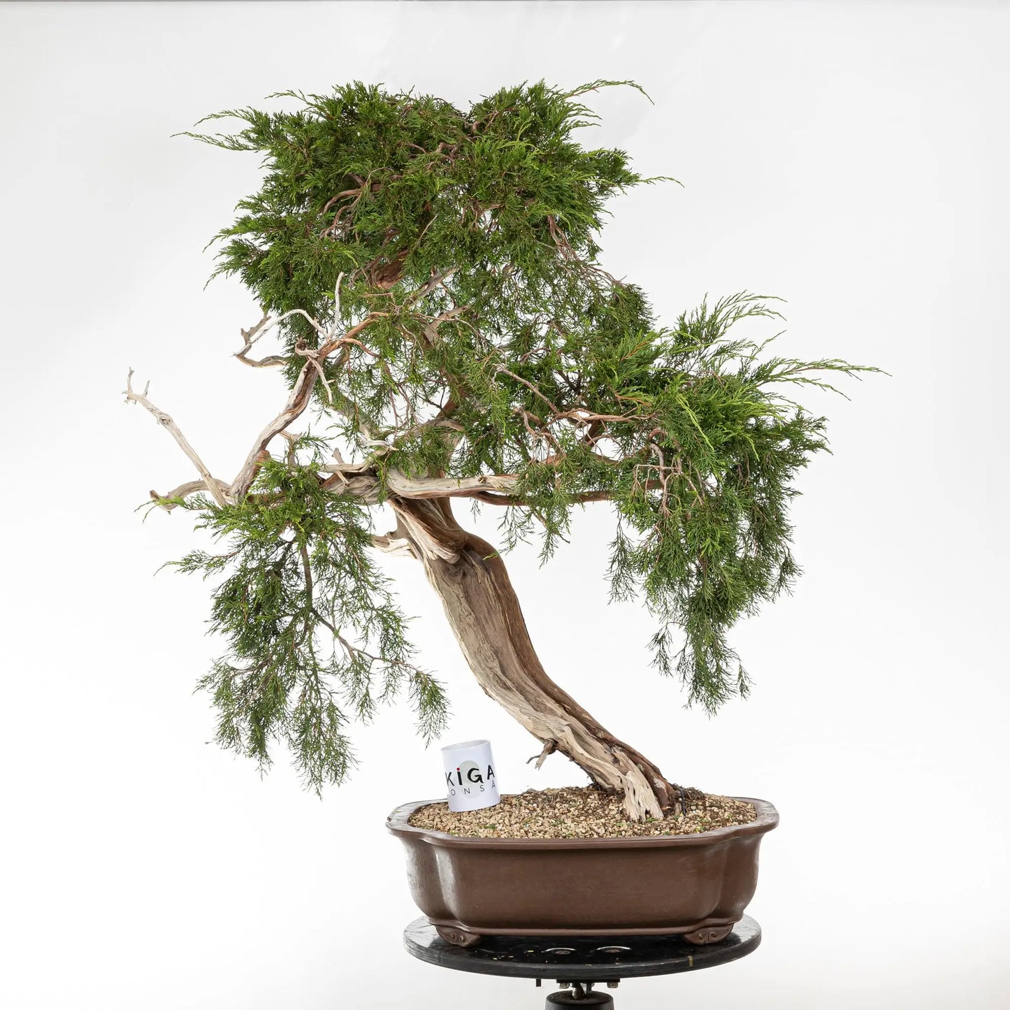 JUNIPERUS SABINA