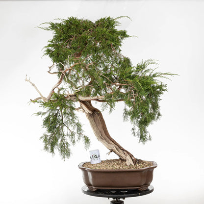 JUNIPERUS SABINA