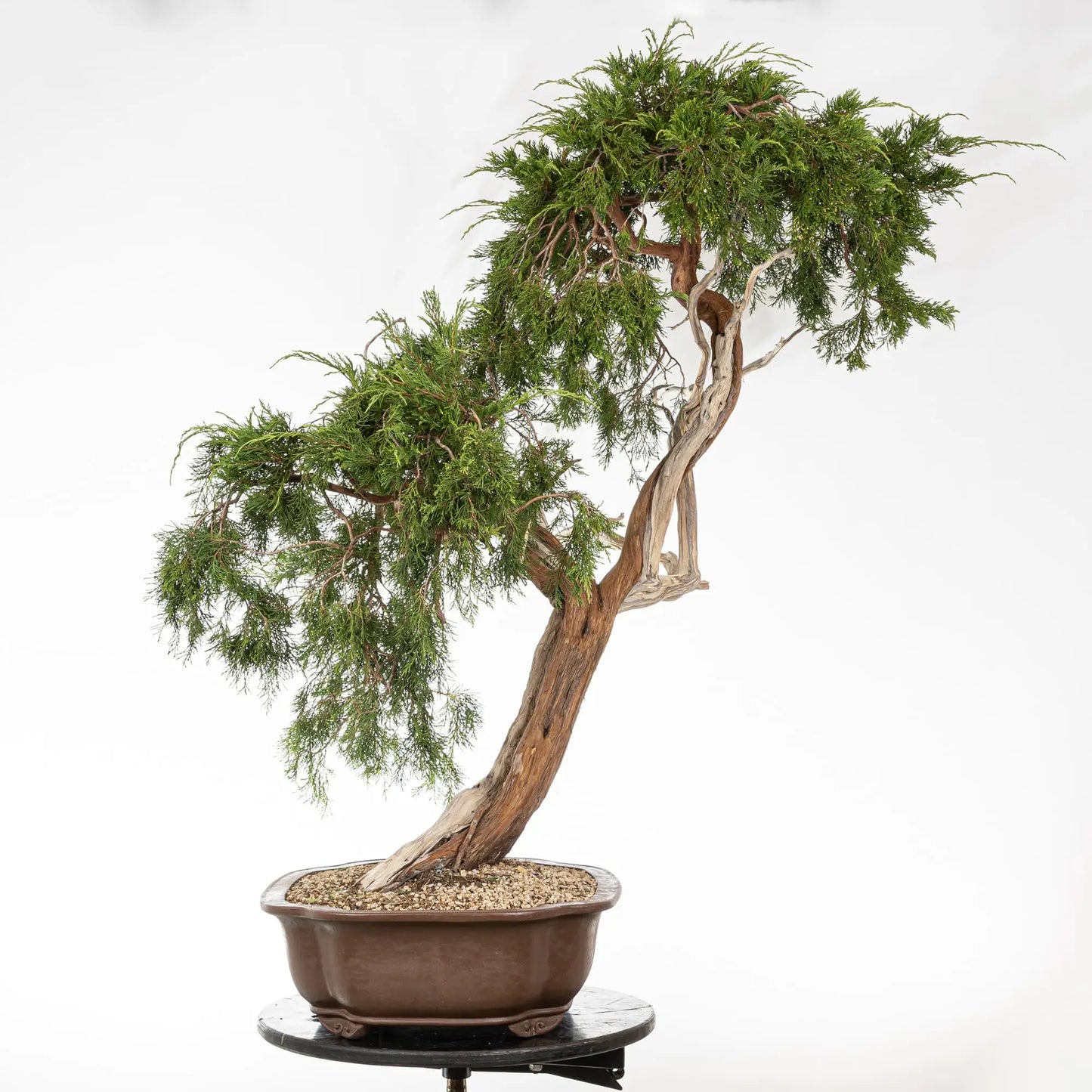 JUNIPERUS SABINA