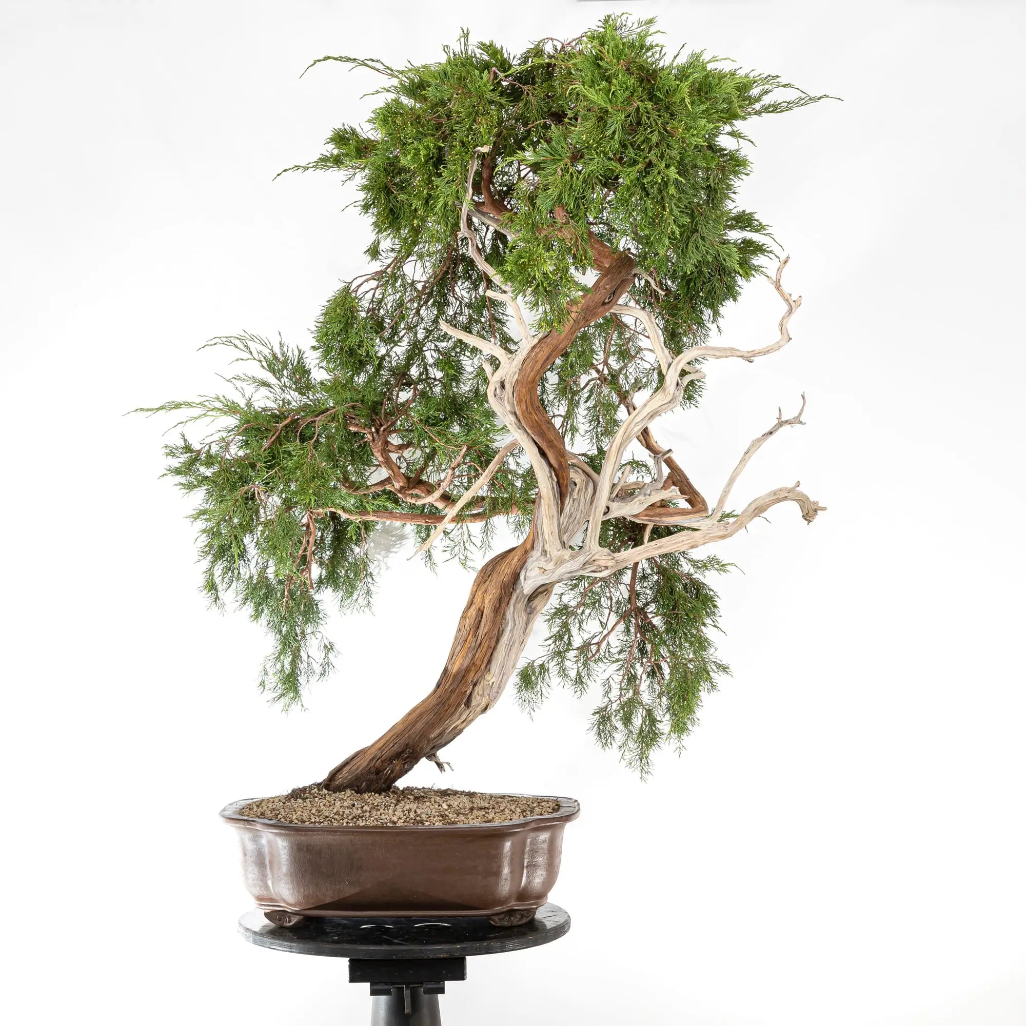 JUNIPERUS SABINA