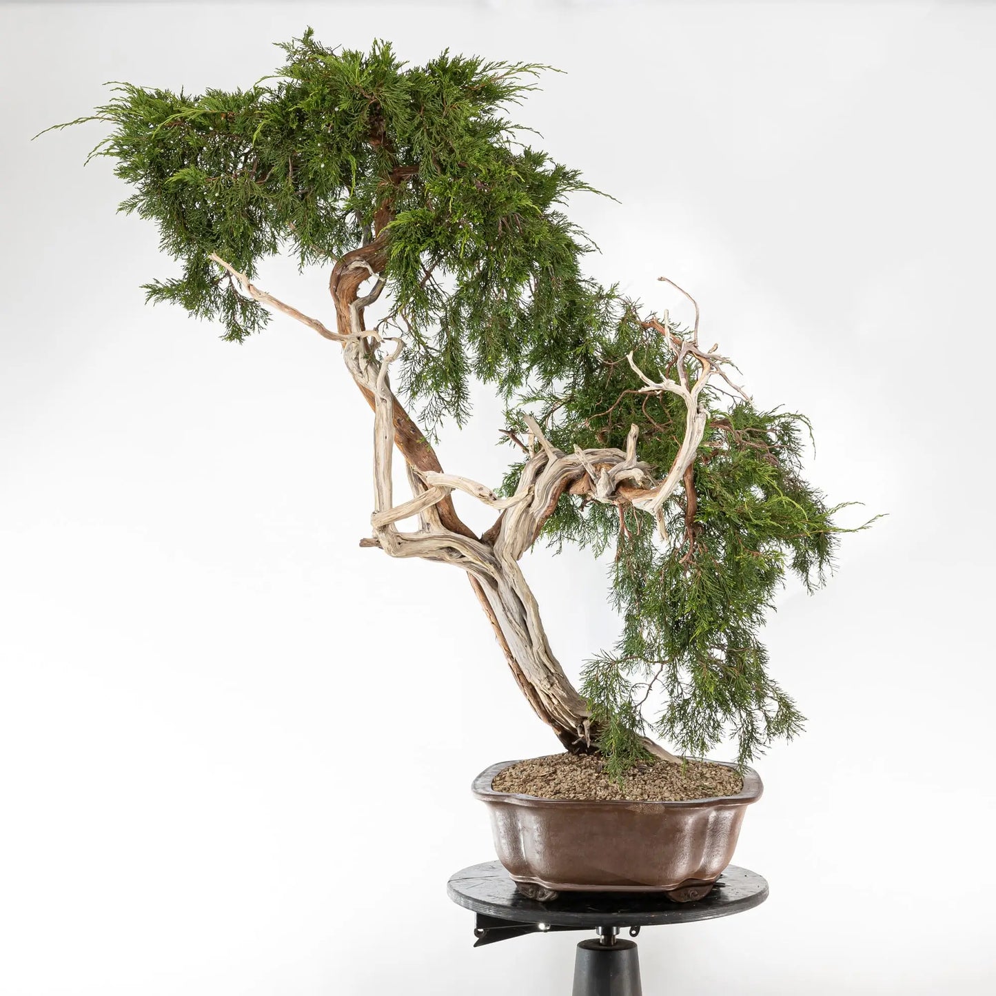 JUNIPERUS SABINA