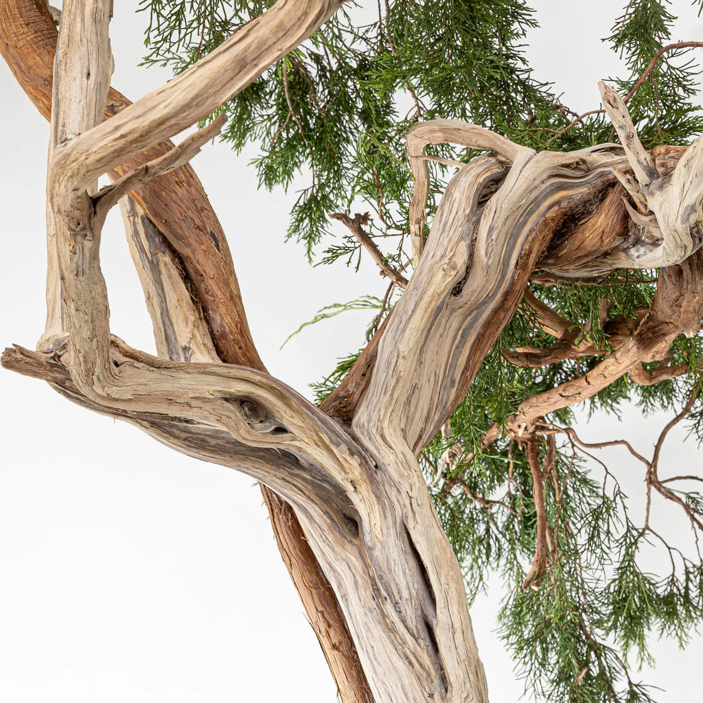 JUNIPERUS SABINA