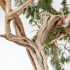 JUNIPERUS SABINA