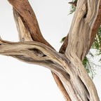 JUNIPERUS SABINA