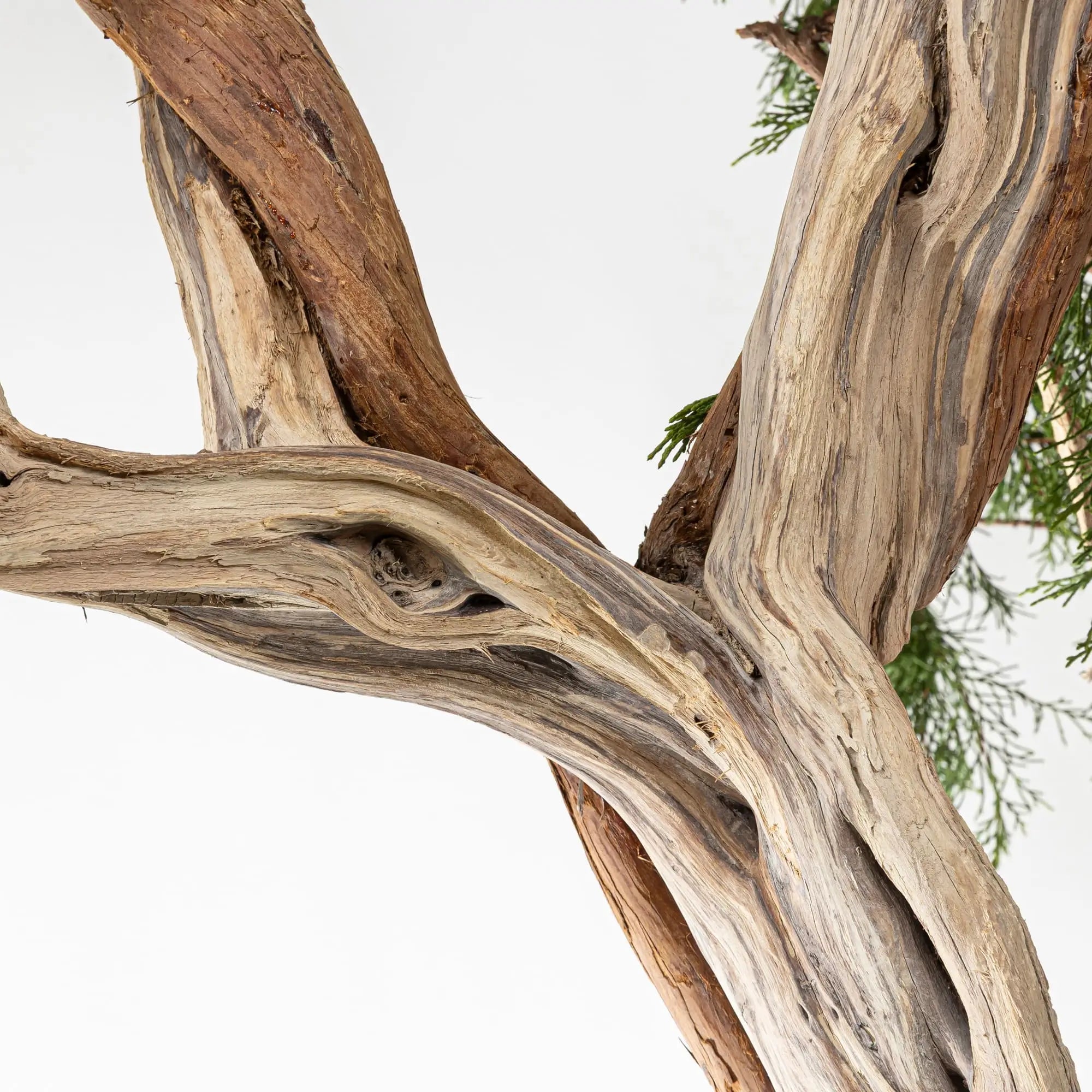 JUNIPERUS SABINA