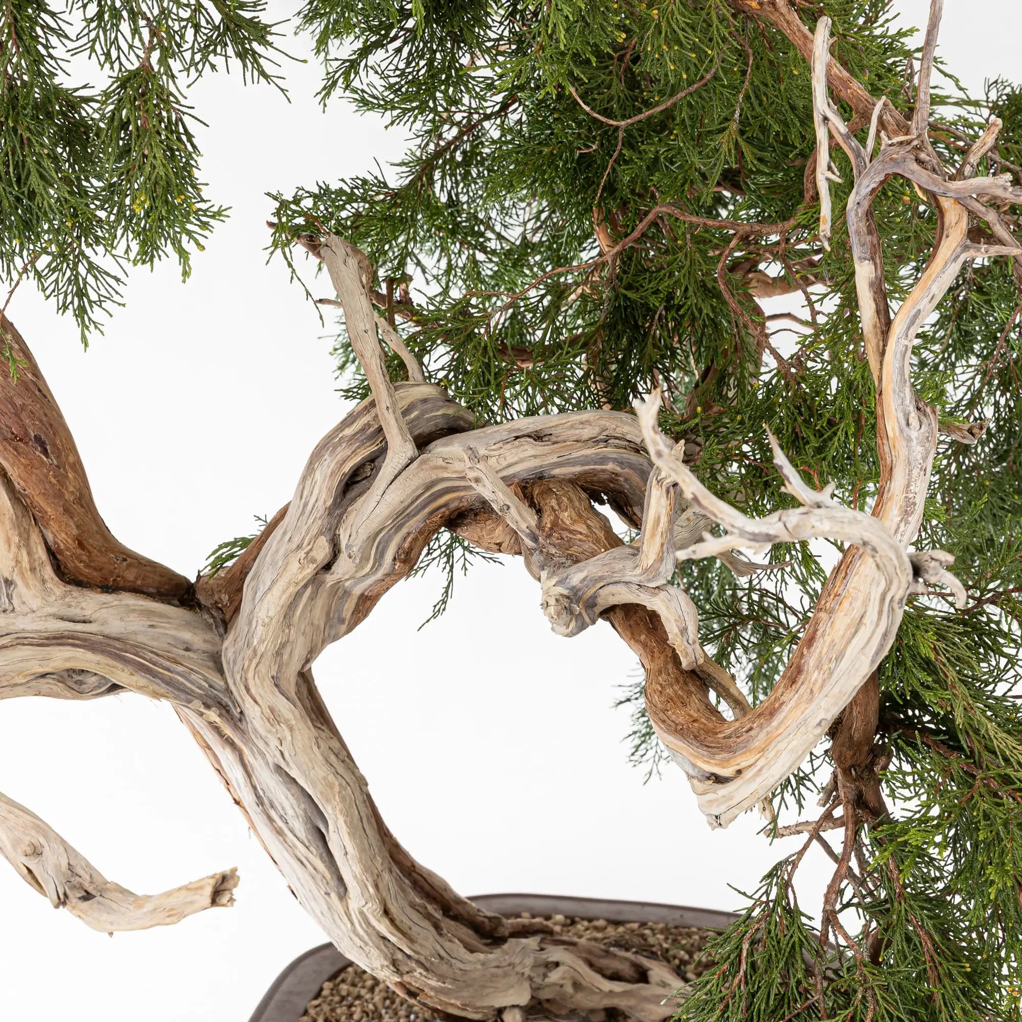 JUNIPERUS SABINA