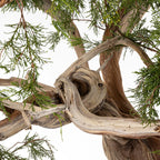 JUNIPERUS SABINA